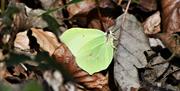 A Brimstone butterfly amongst fallen leaves in Weston Woods