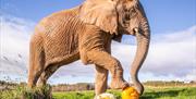 African Elephant, Janu, with Pumpkins at Noah's Ark Zoo Farm