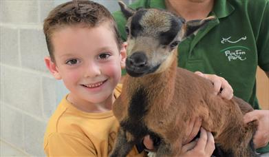 Child cuddling a goat at Puxton Park