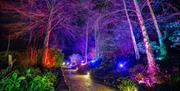 Experience Hestercombe's historic gardens as never before, on our colourful illuminated winter trail, ILLUMINATE