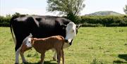 A cow with a new calf at Dulhorn Farm