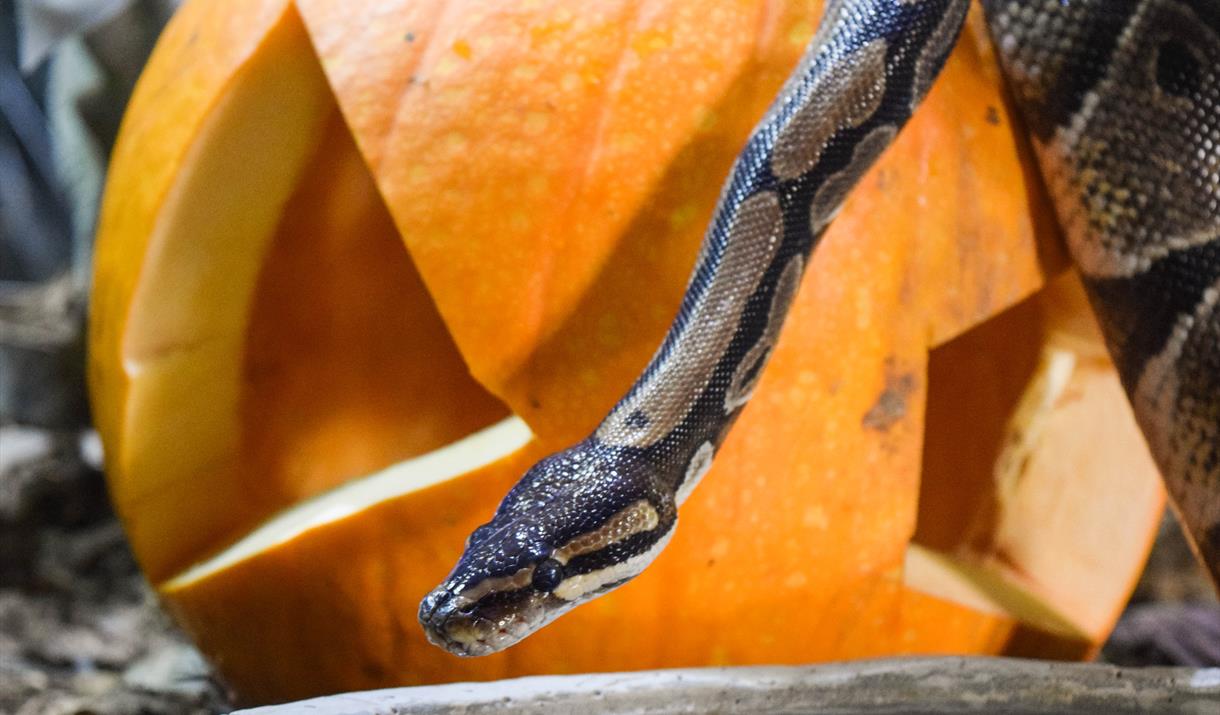 A royal python slithers over a pumpkin