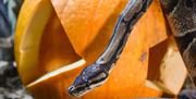 A royal python slithers over a pumpkin