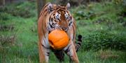 A Tiger carries a Pumpkin in his mouth