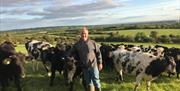 The beef cattle at Webbington Farm Holiday Cottages