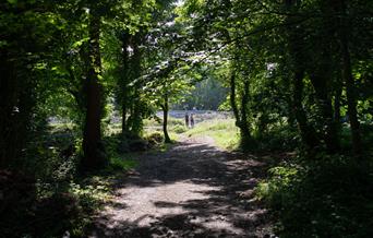 A couple strolling through Weston Woods with the pathway bathed in sunlight, Credit Paul Blakemore