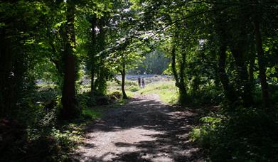 A couple strolling through Weston Woods with the pathway bathed in sunlight, Credit Paul Blakemore