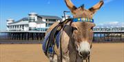 Visit Weston-super-Mare donkey beach Grand Pier sunny sand