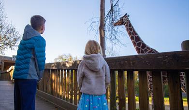 family looking at giraffe at wild place project