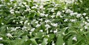 Ransoms (wild garlic) in bloom at Weston Woods