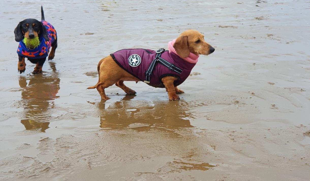 Two Dachshunds in coats playing on the beach.