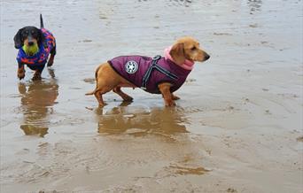 Two Dachshunds in coats playing on the beach.
