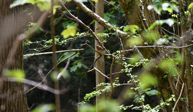 A robin hidden amongst the branches at Weston Woods