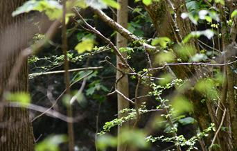 A robin hidden amongst the branches at Weston Woods