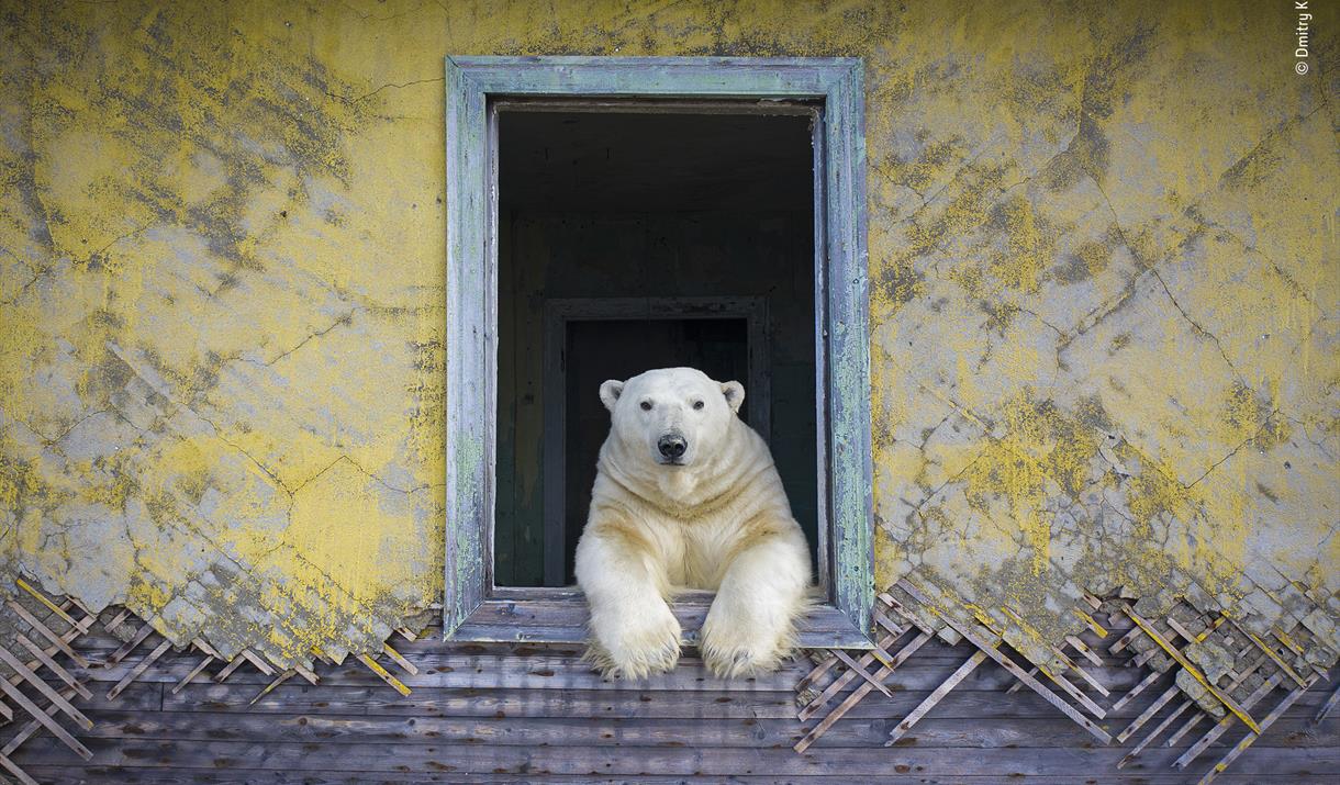 Polar Bear taking shelter and hanging out of a doorway by Dmitry Kokh