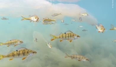 Fish as though swimming in the sky and clouds Copyright Tina Tormanen