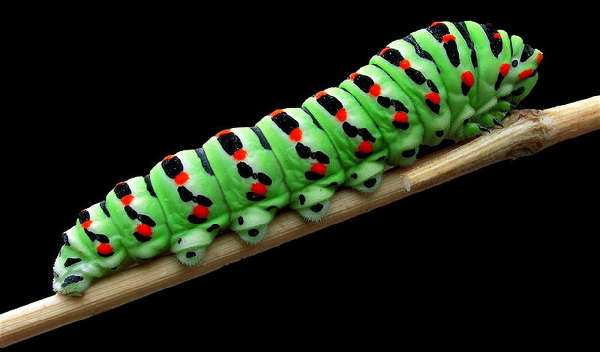 Greedy Caterpillar