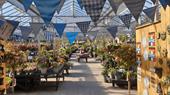 Blue bunting hangs across a large, sunny greenhouse filled with potted plants.