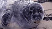 Hilbre Island seal