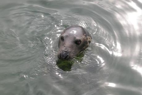 Seal at West Kirby