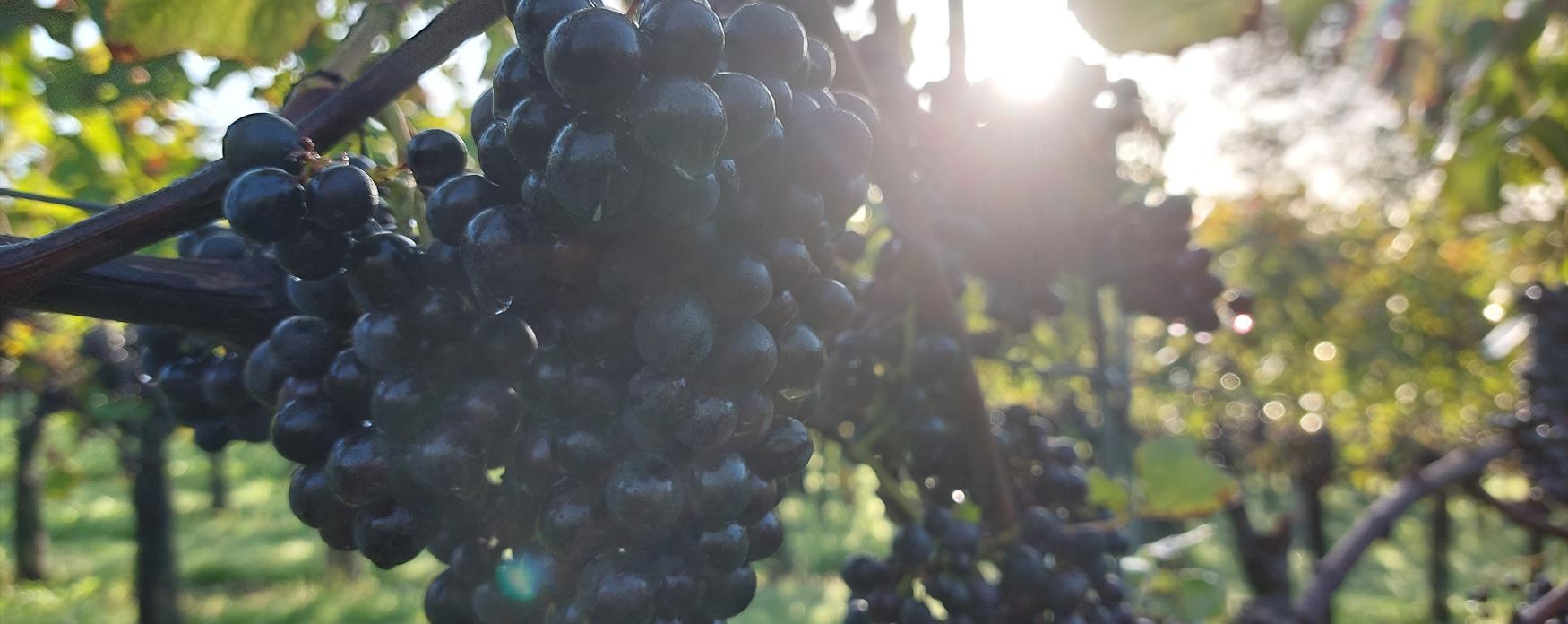 Vineyard Grapes