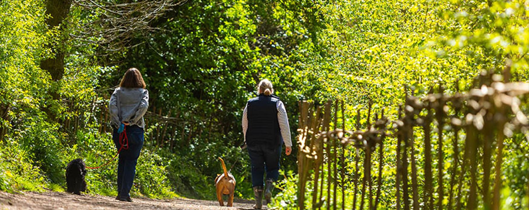 People walking dogs Arlington Reservoir