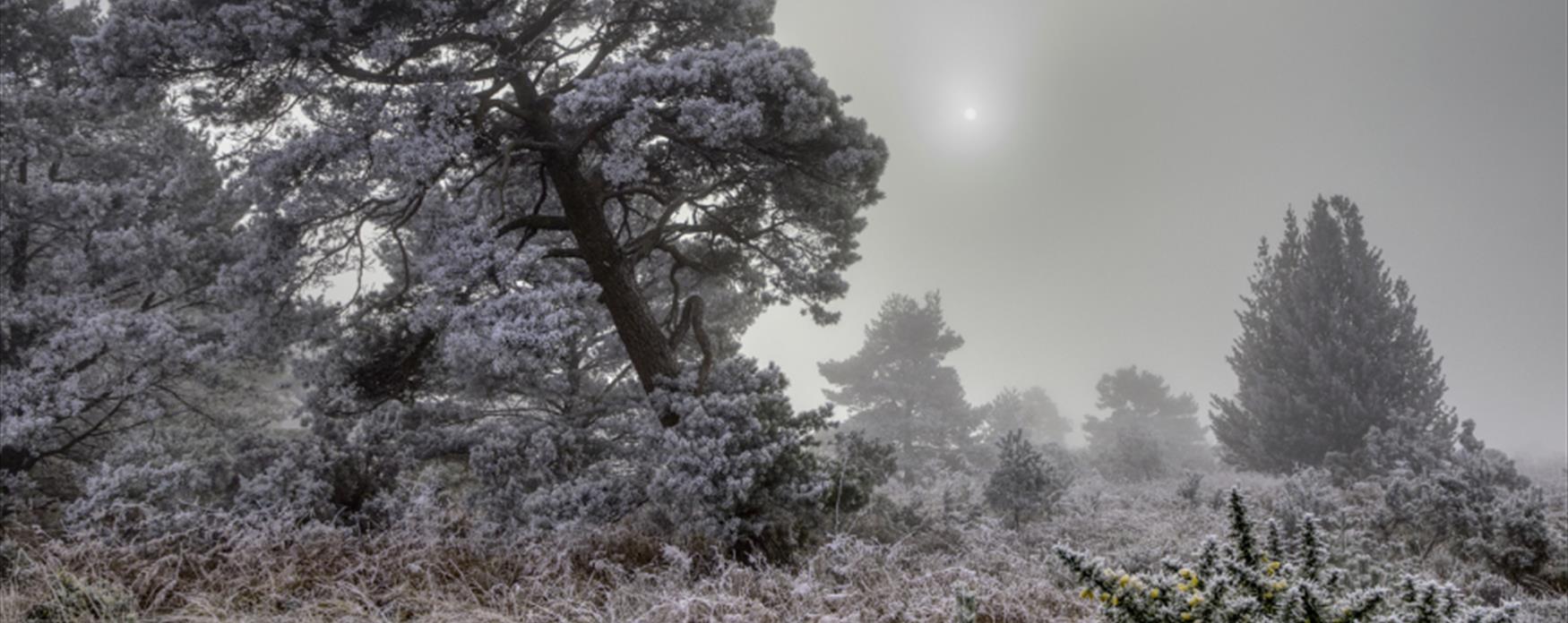 Ashdown Forest