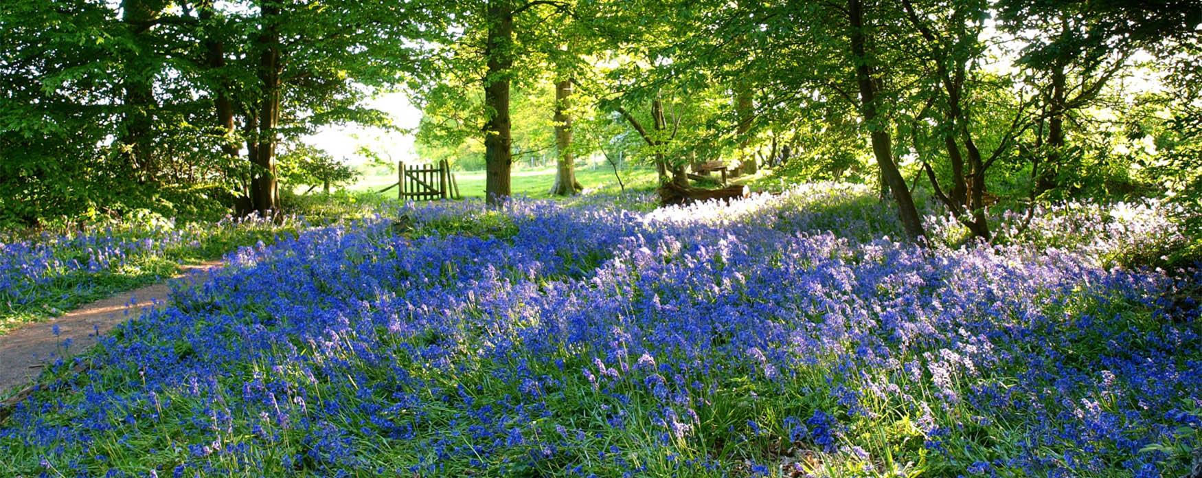 Bluebells in woodland