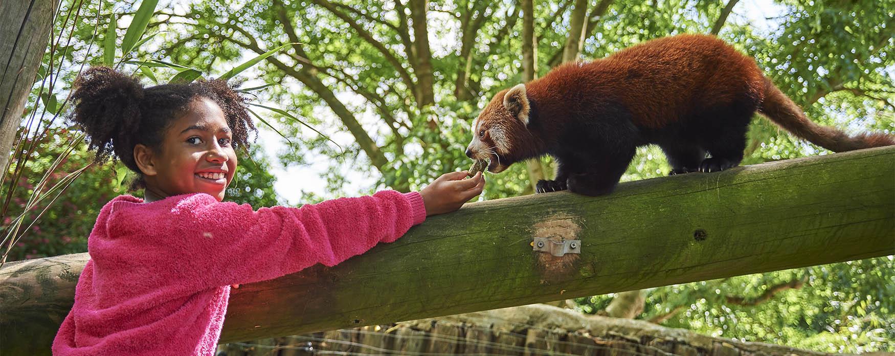 A red panda at Drusillas