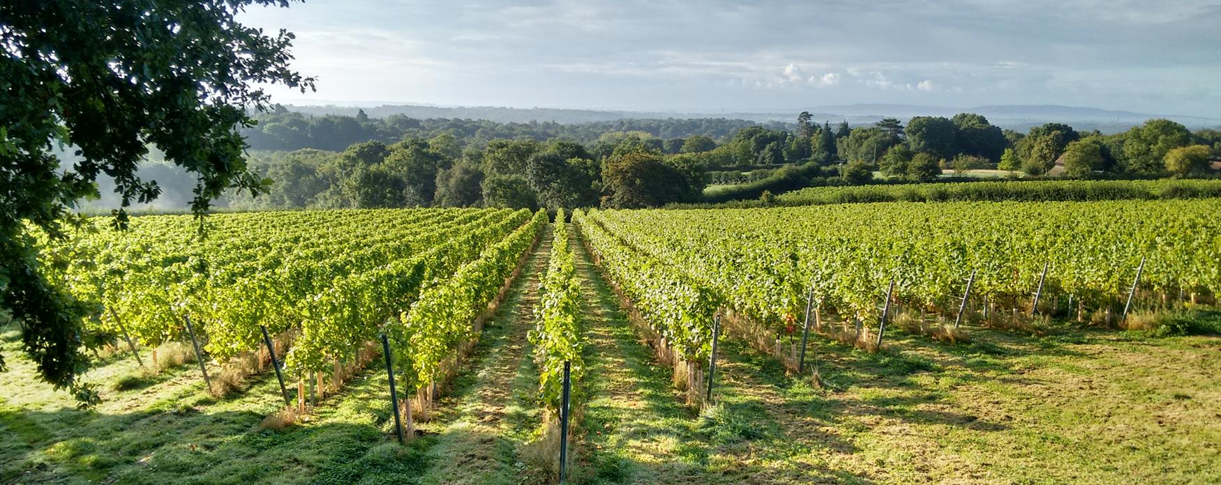 Vineyard Landscape main