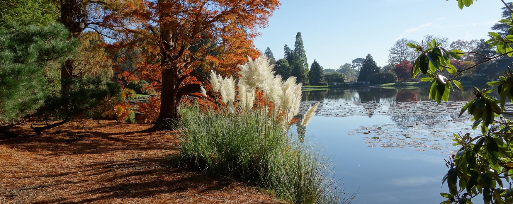 Image of the pond in Sheffield Park on a Autumn day