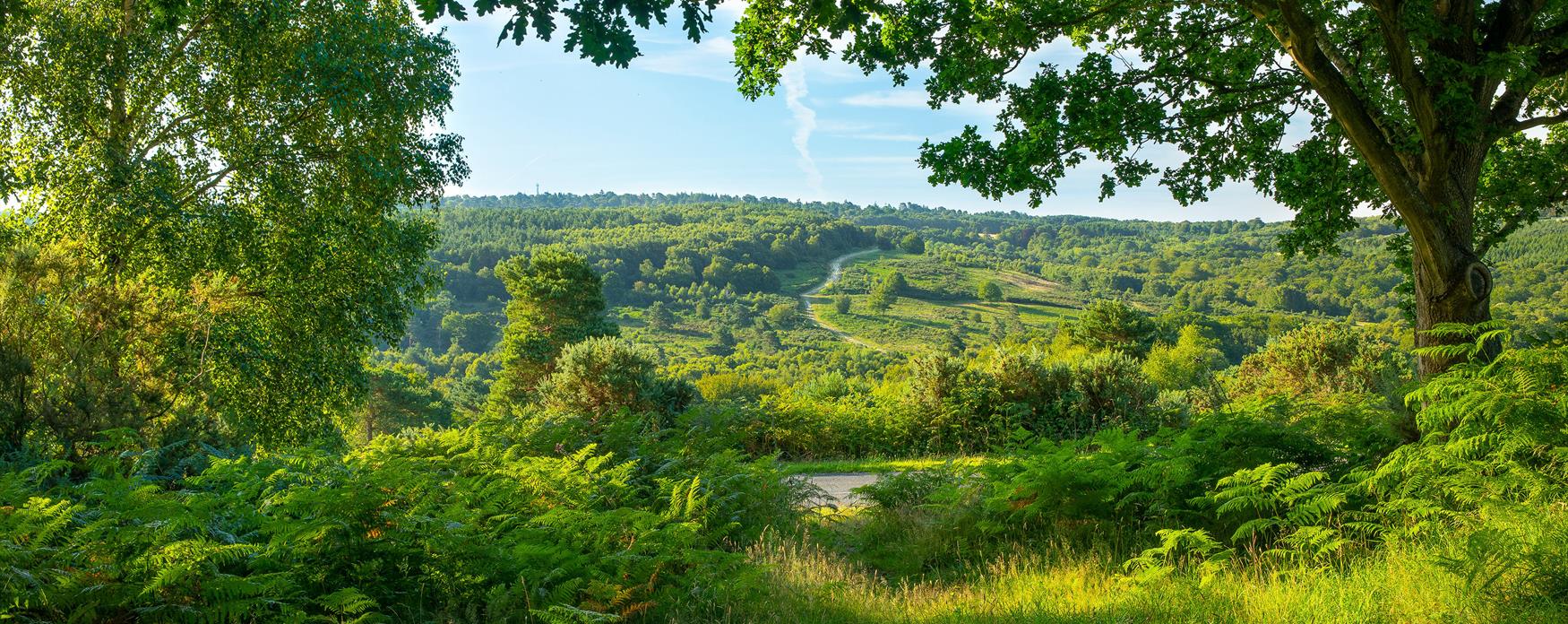 Panoramic view of Ashdown Forest with lush green woodland and rolling hills, framed by trees