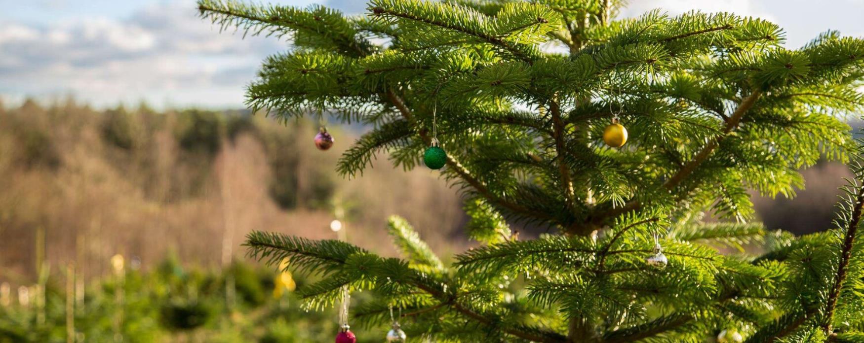 image of a Christmas tree with decorations