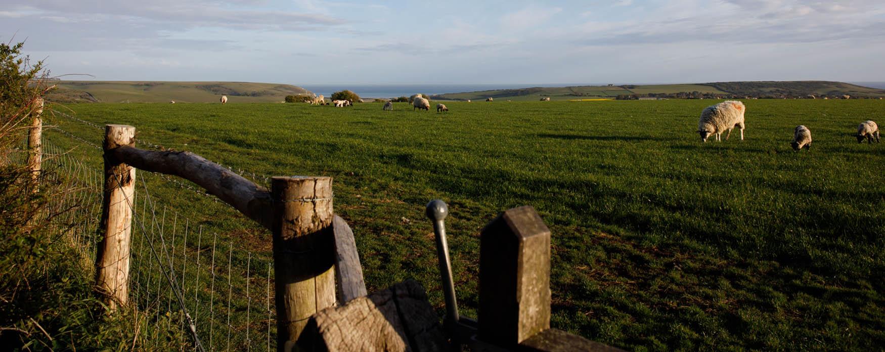 Alfriston field with a wooden fence near the front of the image. In the background there are sheep, most of them are far away. In the background, there are rolling hills on either side and just visible in middle is the ocean.