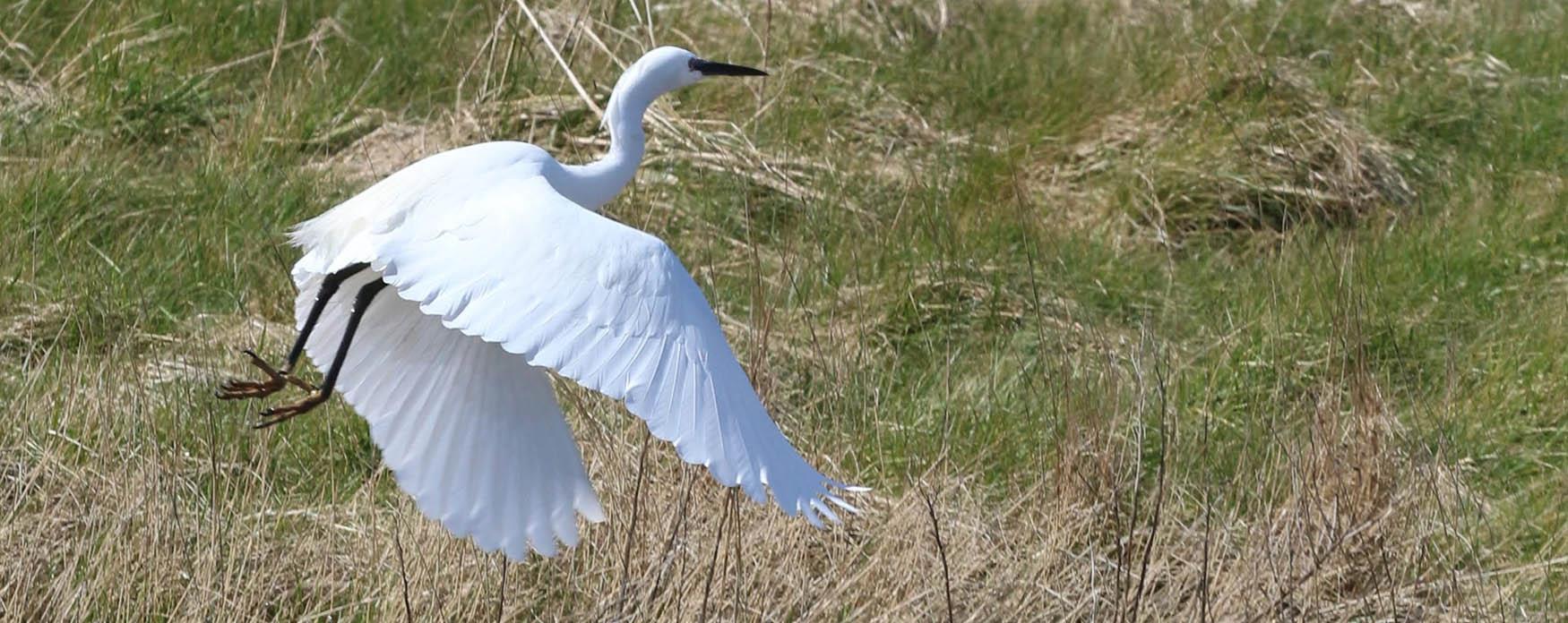 white heron a long winged bird flying over a green field