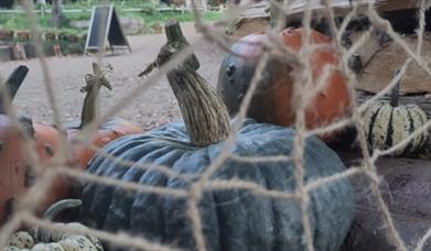 A spiders web made out of string with pumpkins surrounding it and the woods in the background