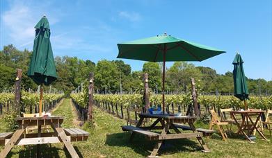 Vineyard with tables and parasols