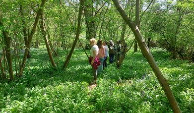 Forest bathing