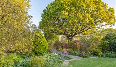 Oak tree, lawn and herbaceous border