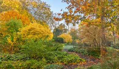 Trees and shrubs displaying autumn colour