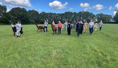 Group of people walking Alpacas