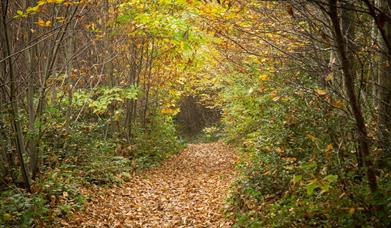 Image of forest in Wilderness Wood with Autumn leaves