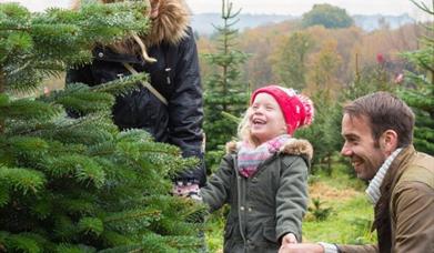 Family picking a Christmas tree at Wilderness Wood