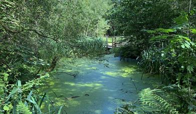 Image of Crowborough Country Park pond