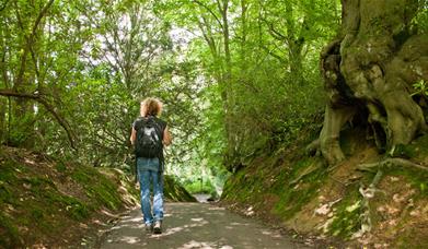 lady walking through woodlands with overhanging green trees and dappled sunlight