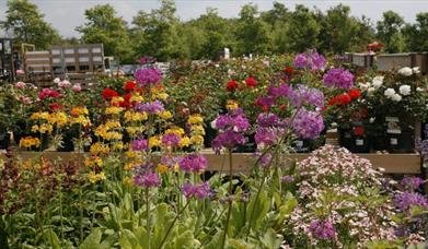 Flowers from Hillers Garden Centre