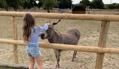 Image of a girl and a donkey at Blackberry Farm Park