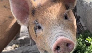 Image of a pig at Blackberry farm park