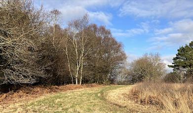 Image of Ashdown Forest