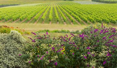 Vines at Rathfinny Wine Estate